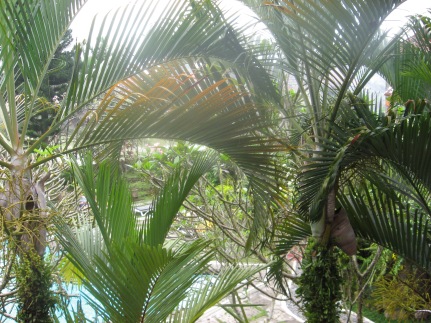Palm Trees Ubud